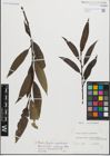 Foto von Salix fragilis L. x Salix pentandra L.